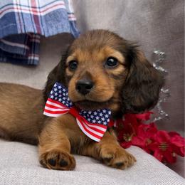 Dior - Red male Dachshund puppy in Michigan from Hidden Haven Dachshunds