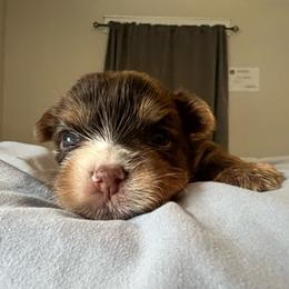 Willie - Chocolate, tan and white male Yorkshire Terrier puppy in Jacksonville, Florida from The Yorkie Shack