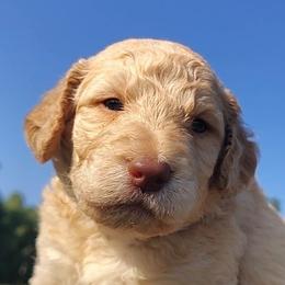 Red Collar (Blue Eyes) - Cream male Goldendoodle puppy in Willow Springs, Missouri from Todd Family Homestead