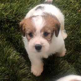 Russell Terrier Puppies from Awesome Pups
