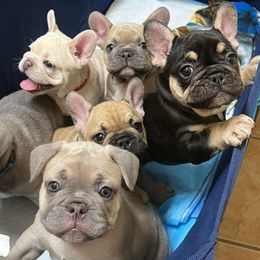 French Bulldogs from Republic of Frenchies