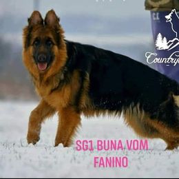 Buna Vom Fanino  - TBD