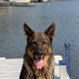 Beaucerons, German Shepherds, and Golden Retrievers from Von Zirbes Hundehutte