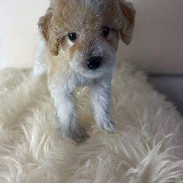 Feta - Poodle puppy from Poodles Are Mixy