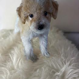 Feta - Poodle puppy from Poodles Are Mixy