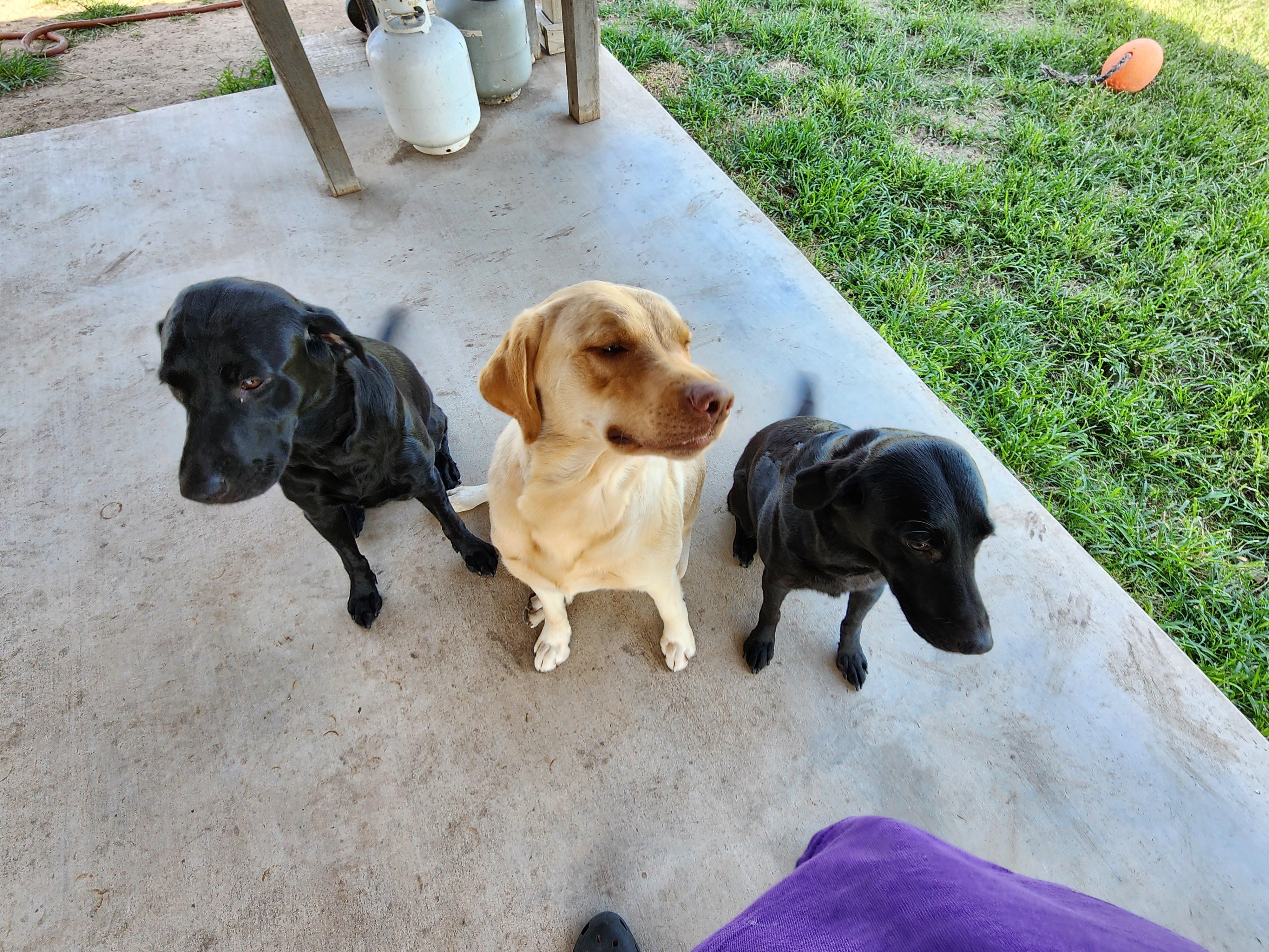 Rebecca Barkelew in Texas | Labrador Retriever puppies | Good Dog