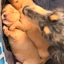 Boy 1 - Red male Dachshund puppy in Conway, Missouri from Ozark Mountain Kennel