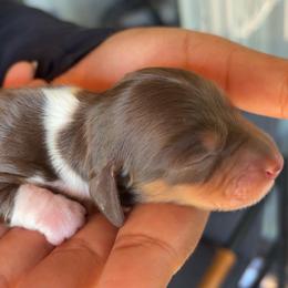 Boy 1 - Piebald male Dachshund puppy in Orem, Utah from Miekca’s Dachshunds