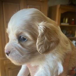 Tiny - Blenheim male Cavapoo puppy in Mesa, Arizona from Bubble-ishous Cavaliers, Cavapoos and Portadoodles