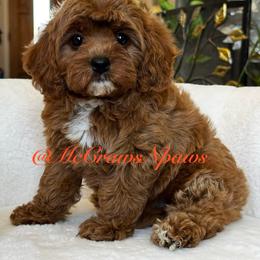 Dory - Red female Cavapoo puppy in Hesperia, California from McCraws N Paws