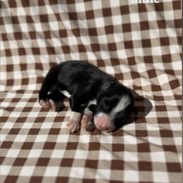 Atlas - Black & white male Australian Shepherd puppy in San Tan Valley, Arizona from SJR AUSSIES