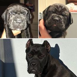 Cane Corso Puppies from Lionheart Cane Corso
