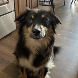 Libby - Miniature Australian Shepherd
