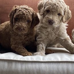 Australian Labradoodle Puppies from Rainier Labradoodles
