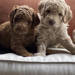 Australian Labradoodle Puppies from Rainier Labradoodles