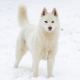 Latte - Siberian Husky