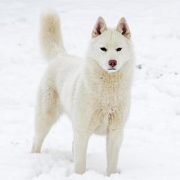 Latte - Siberian Husky
