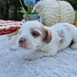 Ryder - Apricot male Cavapoo puppy in Hopkins, Missouri from Mowry Creek Mini Aussiedoodles and More