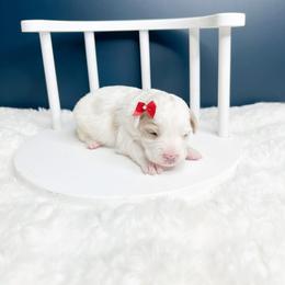 Marge - Yellow and white female Bernedoodle puppy in Otisville, Michigan from Danie’s Darling Doodles LLC