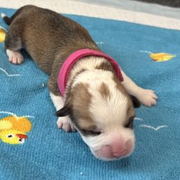 Pembroke Welsh Corgi Puppies from S~Way Corgis