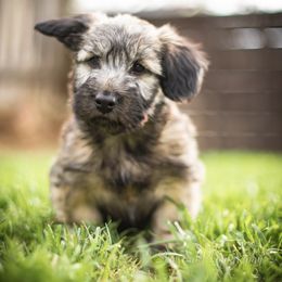 Border Collie and Skye Terrier Puppies from Skyward Farms