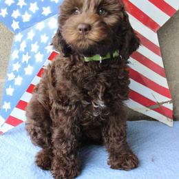 Green collar Mike - Chocolate male Australian Labradoodle puppy in Provo, Utah from EllsWORTH Labradoodles LLC