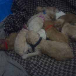 Poodle Puppies from Country Pups Poodles