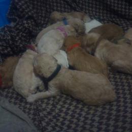 Poodle Puppies from Country Pups Poodles
