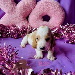 BG2 - Red and white female Basset Hound puppy in Britton, South Dakota from K&S Canines