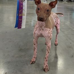 American Hairless Terrier All Grown Up from Distinct American Hairless Terriers