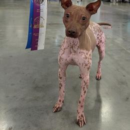 American Hairless Terrier All Grown Up from Distinct American Hairless Terriers