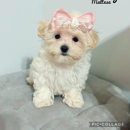 Maltese, Maltipoo, Poodle, and Yorkshire Terrier Puppies from Paw Perfect Pets