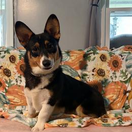 Bodie - Black and tan male Pembroke Welsh Corgi puppy in Saint George, South Carolina from Carolina cotton candy corgis