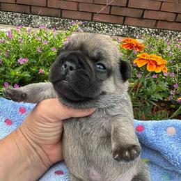 Boy 1 - Black male French Bulldog puppy in Jacksonville, Florida from Jacksonville Frenchies