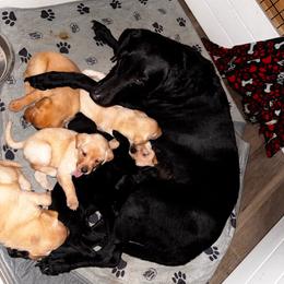 One yellow male available - Yellow male Labrador Retriever puppy in Sherman, Illinois from Prairie State Labs