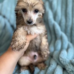 Kevin - Sable male Chinese Crested puppy in Aberdeen, Idaho from Willow Creek Cresteds