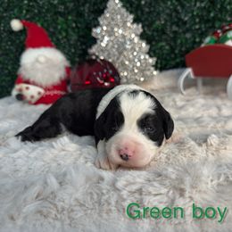 Green boy - Black and white male Bernedoodle puppy in Modesto, California from Two Doods Doodles