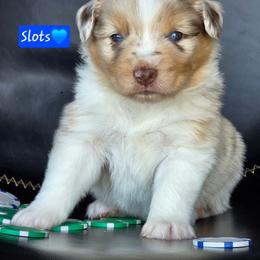 Slots - Red merle male Miniature Australian Shepherd puppy in Powell Butte, Oregon from Willow Lane Ranch