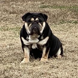 Simone  - Bulldog