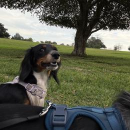 Blanca - Dachshund