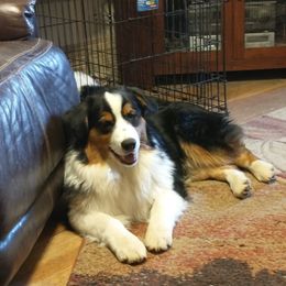 Skyler - Australian Shepherd