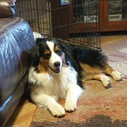 Skyler - Australian Shepherd