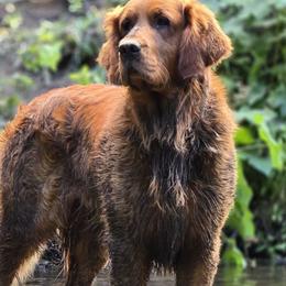 Moto - Golden Retriever