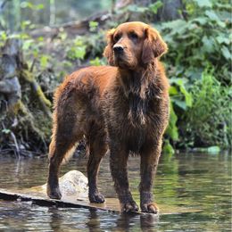 Moto - Golden Retriever