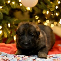 German Shepherd Puppies from Little Bear German Shepherds