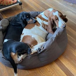 Basset Hounds from Obies Bassets
