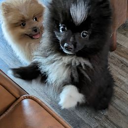 Boy 3 - Black parti male Pomeranian puppy in Cocoa, Florida from Pom Coast Pomeranians