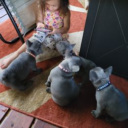 French Bulldog Puppies from Halverson Bulldogges