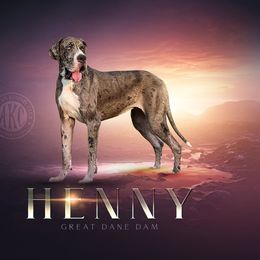 Henny - Great Dane