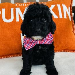 Jet - Black male Goldendoodle puppy in Auburn, Indiana from Martin’s Doodles